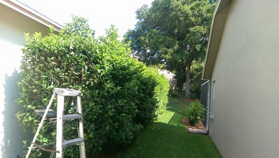 Examples of our work Chip's Lawn Care